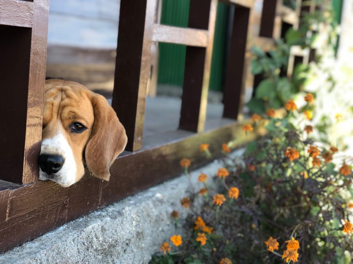 Suma Aavaas Farmstay Darjeeling  Esterno foto